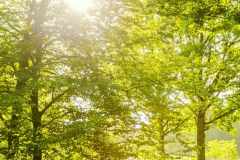 Wald